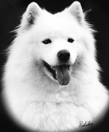 Breed Feature Photo - Unauthorised use prohibited!