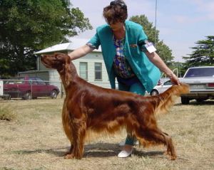 Breed Feature Photo - Unauthorised use prohibited!