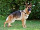 Click to see more details for this dog
