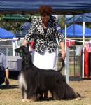 Click to see more details for this dog