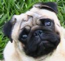 Click for more details of this dog