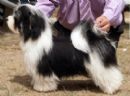 Click to see more details for this dog