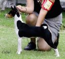Click to see more details for this dog