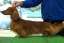 Click to see more details for this dog