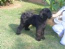 Click to see more details for this dog