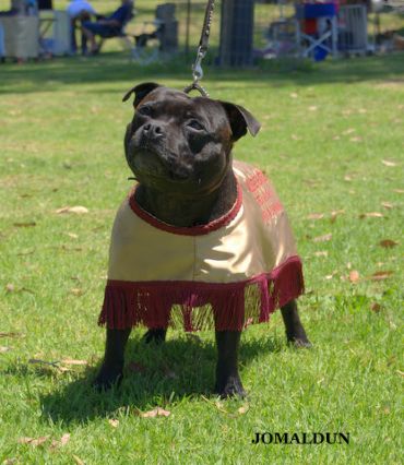 Breed Feature Photo - Unauthorised use prohibited!