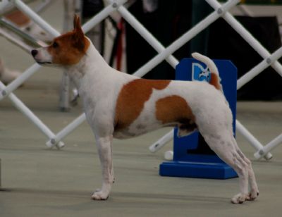 Breed Feature Photo - Unauthorised use prohibited!