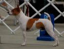 Click to see more details for this dog