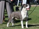 Click to see more details for this dog