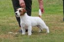 Click to see more details for this dog