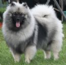 Click to see more details for this dog