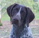 Click to see more details for this dog
