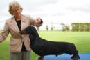 Click to see more details for this dog