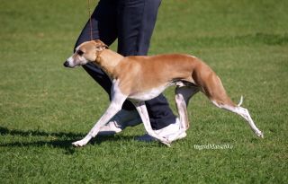 Breed Feature Photo - Unauthorised use prohibited!