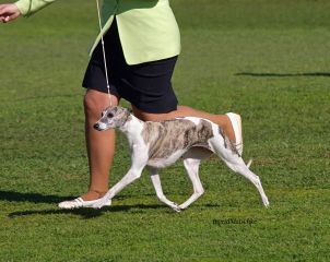 Breed Feature Photo - Unauthorised use prohibited!