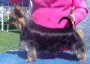 Click to see more details for this dog