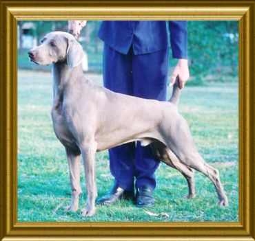 Breed Feature Photo - Unauthorised use prohibited!
