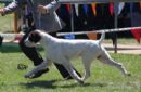 Click to see more details for this dog