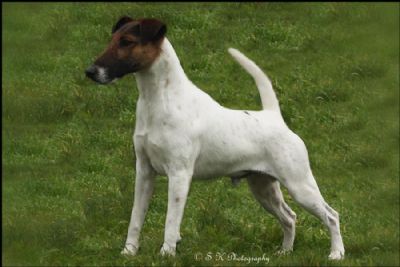 Breed Feature Photo - Unauthorised use prohibited!