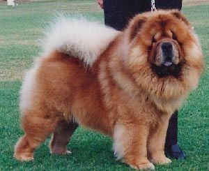 Breed Feature Photo - Unauthorised use prohibited!