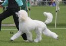 Click to see more details for this dog