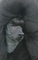 Click to see more details for this dog