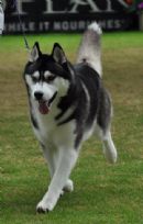 Click for more details of this dog