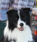 Click to see more details for this dog