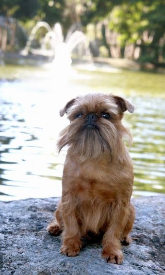 Breed Feature Photo - Unauthorised use prohibited!