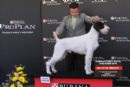 Click to see more details for this dog