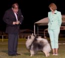 Click to see more details for this dog