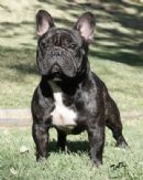 Click to see more details for this dog