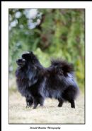 Click to see more details for this dog