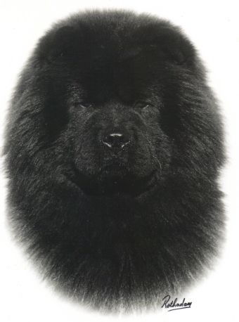 Breed Feature Photo - Unauthorised use prohibited!