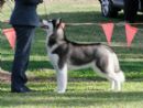 Click to see more details for this dog