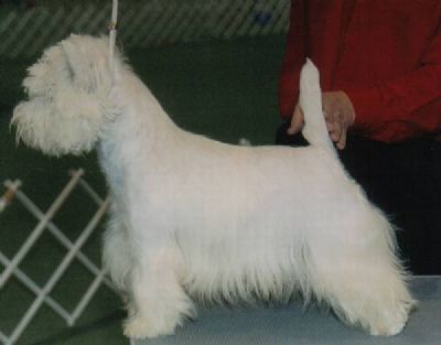 Breed Feature Photo - Unauthorised use prohibited!