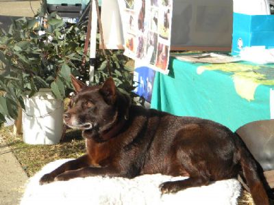 Breed Feature Photo - Unauthorised use prohibited!