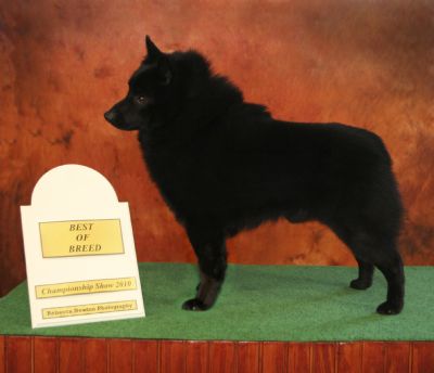 Breed Feature Photo - Unauthorised use prohibited!