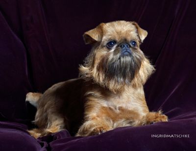 Breed Feature Photo - Unauthorised use prohibited!