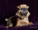 Click to see more details for this dog