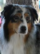 Click to see more details for this dog