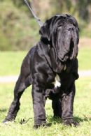 Click to see more details for this dog