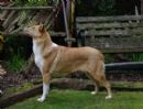 Click to see more details for this dog