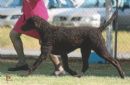 Click to see more details for this dog