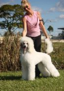 Click to see more details for this dog