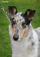 Click to see more details for this dog