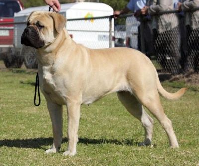 Breed Feature Photo - Unauthorised use prohibited!