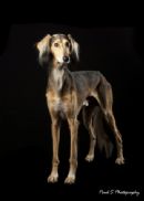 Click to see more details for this dog