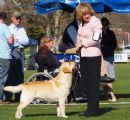 Click to see more details for this dog