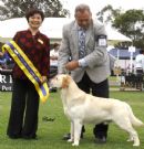 Click for more details of this dog